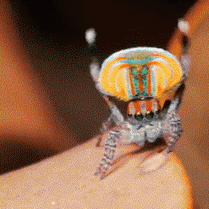 Peacock spider dance