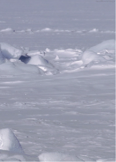 Polar bear cubs out for a jog