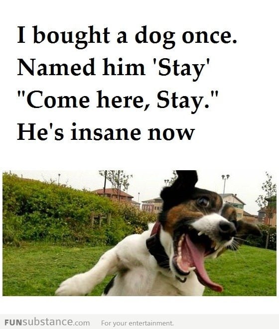 How to make a dog crazy