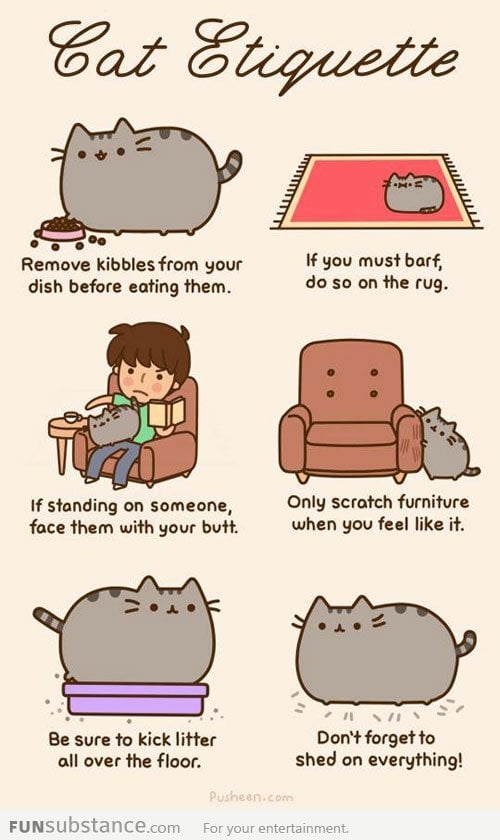 Cat Etiquette