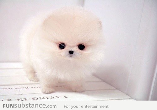 Teacup Pomeranian Puppy