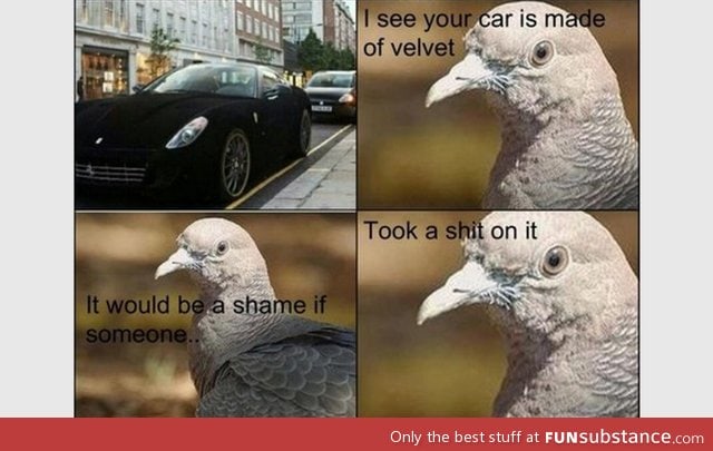 Creepy pigeon