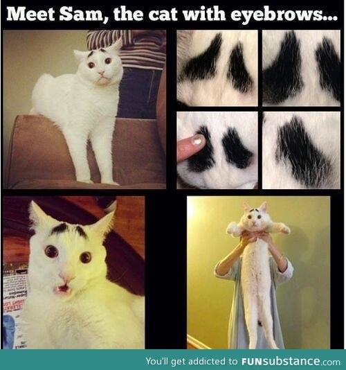 Eyebrow cat