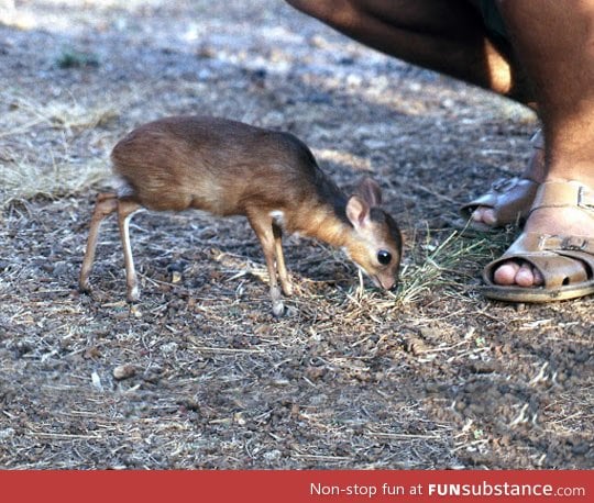 Royal antelope being all cute