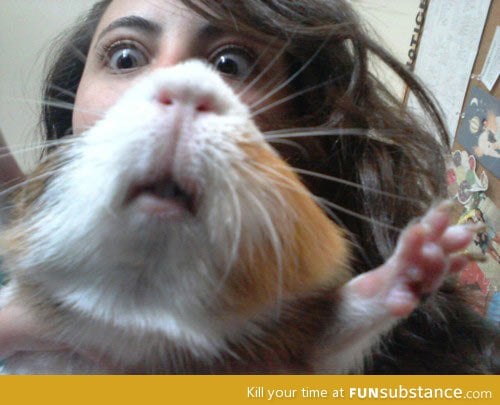 Hamster face