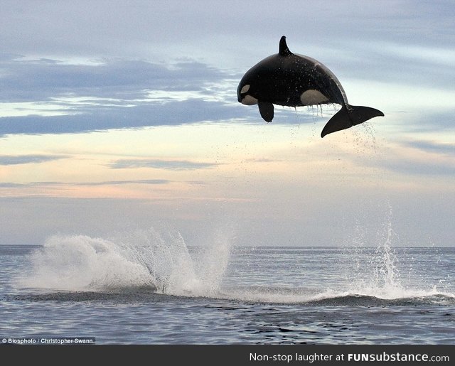 8 ton orca jumping 15ft out of the water