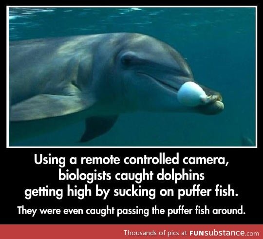 Dolphins love getting high