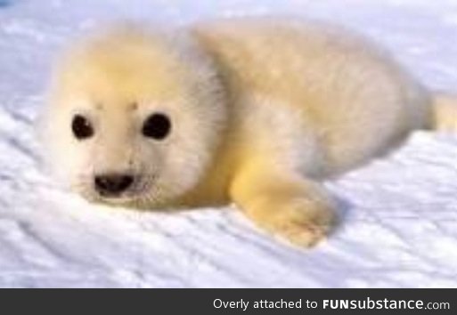 Baby seal