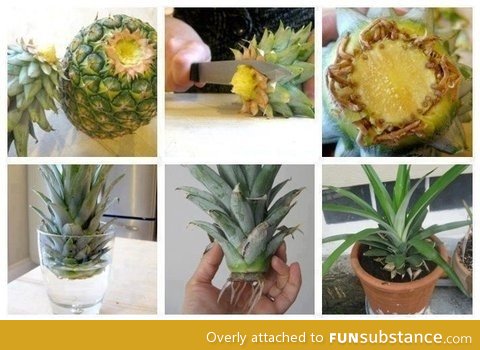 How to grow a pinapple