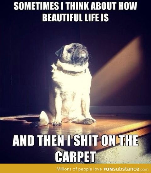 Aren't pugs great !