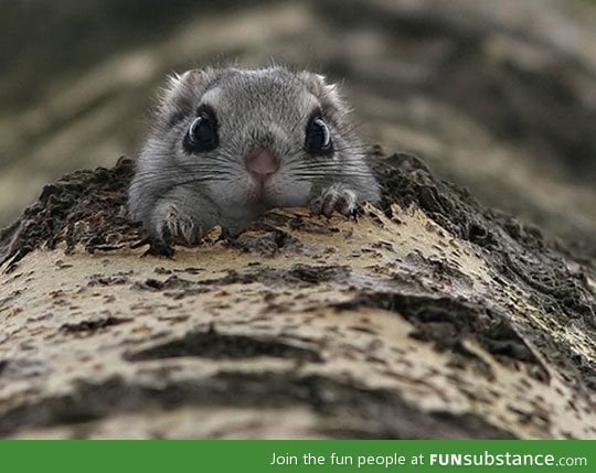 Japanese dwarf flying squirrel