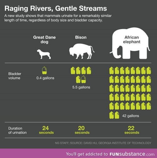 Animals urine duration