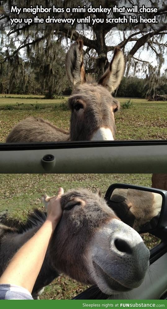 I want a pet donkey!