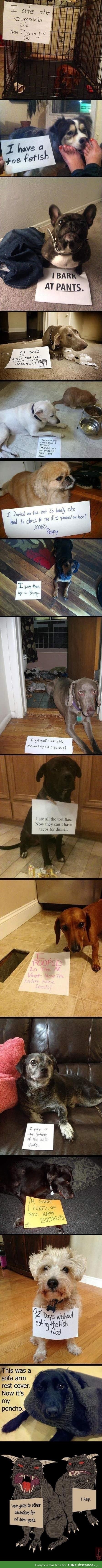 Dog shaming comp