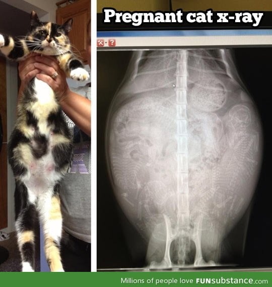 Pregnant cat x-Ray