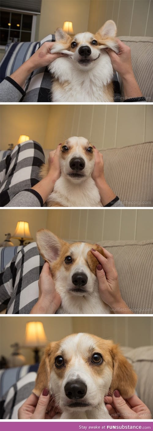 The many faces of waffles the corgi