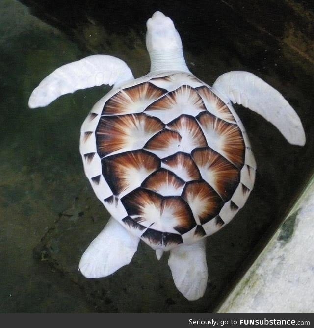 Albino sea turtle