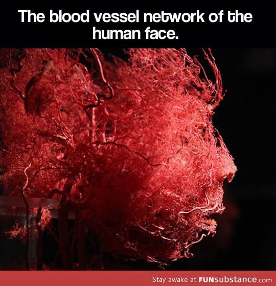 The blood vessel network