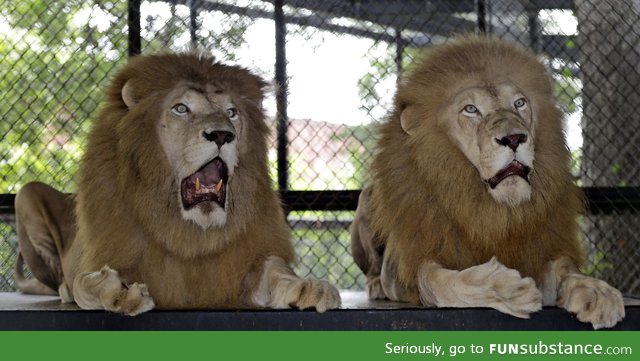 Shocked lions