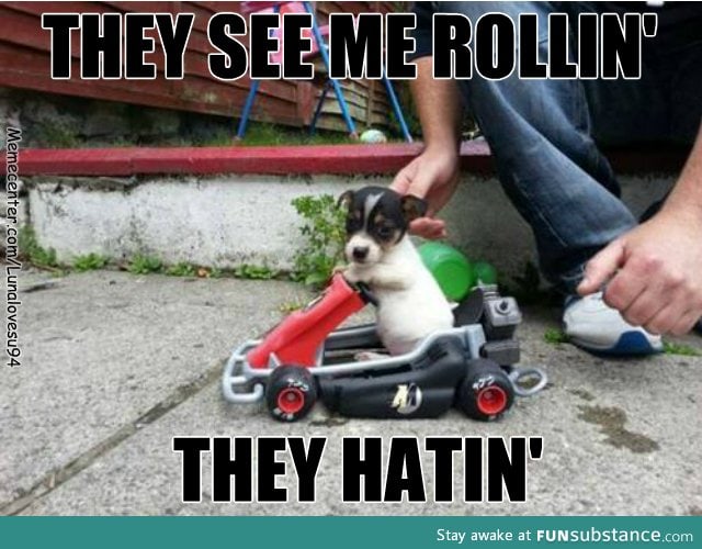 Le dog be like: Vroom vroom mothaf*ckas :3