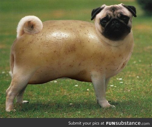 Pugtato