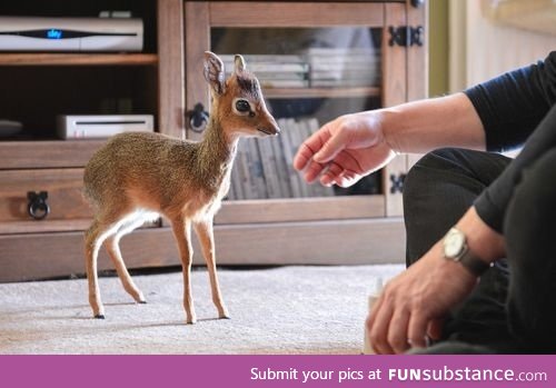 The dik-dik