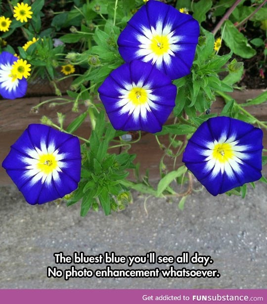 The bluest Morning Glories