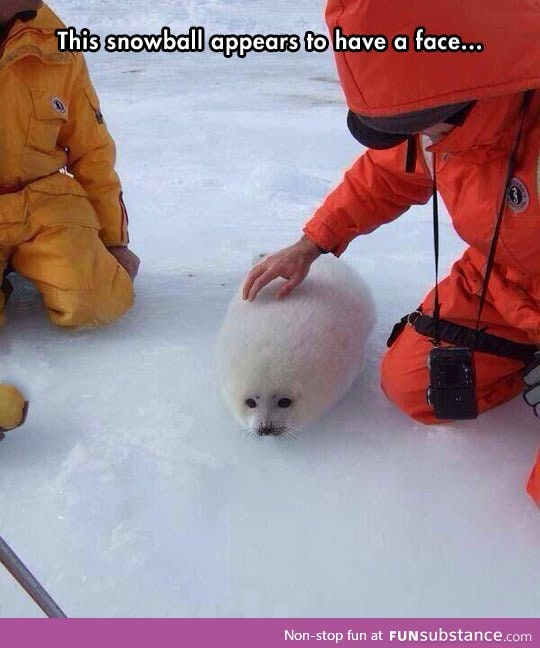 Snowball with a face