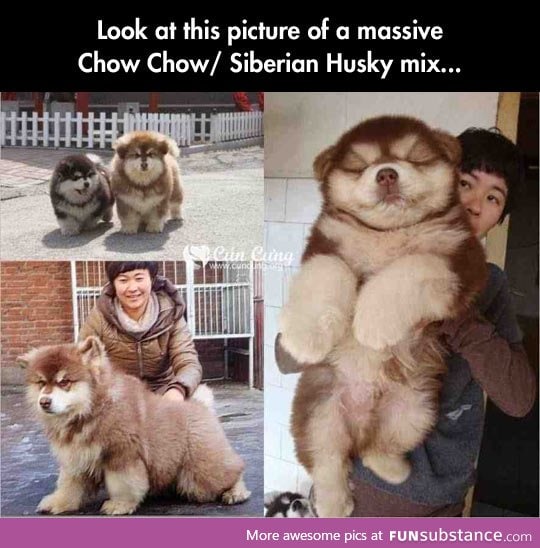 The husky chow