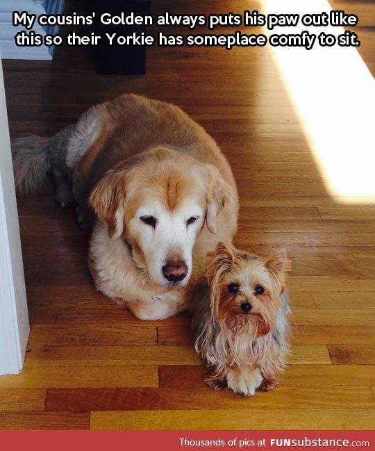 Golden retriever follows the golden rule