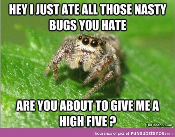 Misunderstood spider