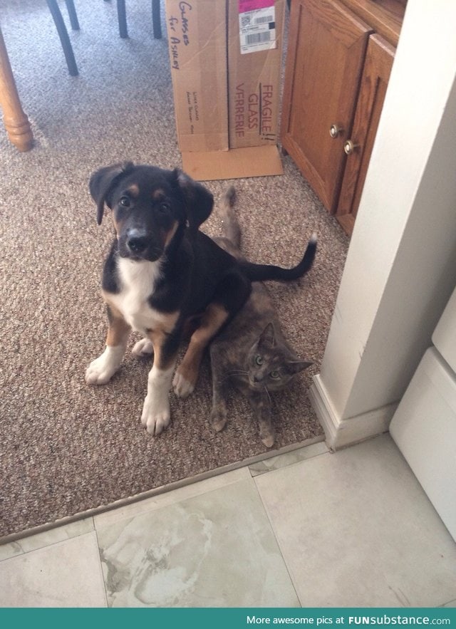 My friend's puppy was getting too rowdy with the cat, so she told him to "sit"