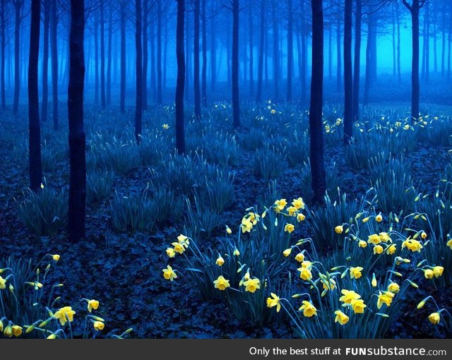 Black Forest, Germany