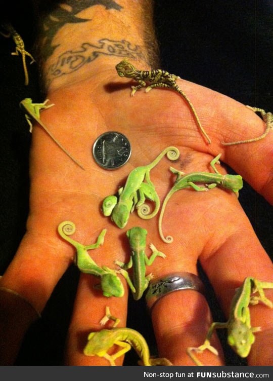 Tiny baby chameleons