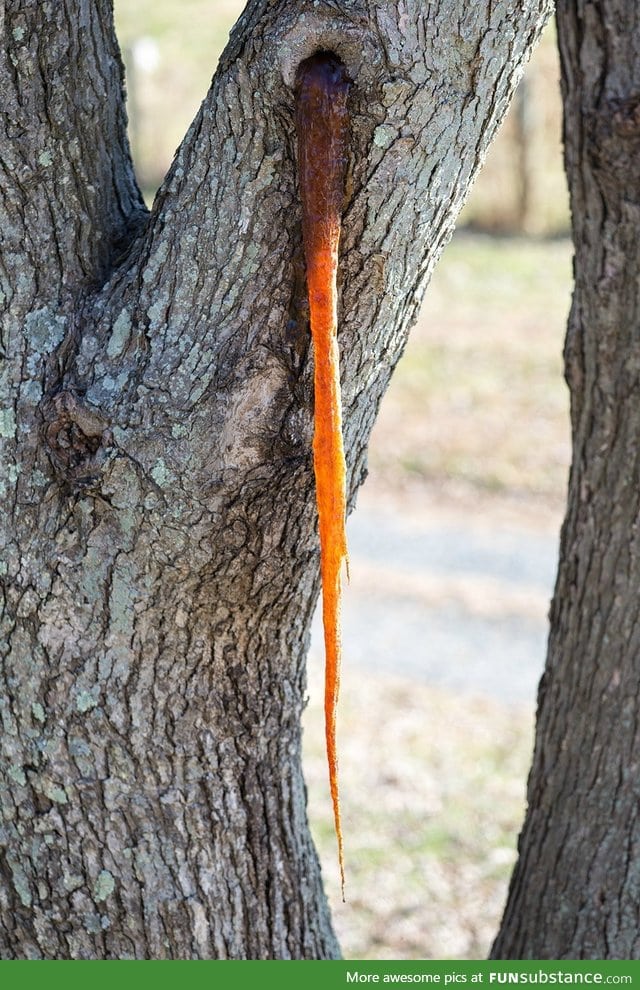 My tree vomited a bunch of sap and it became an icicle. Sapvomitcicle