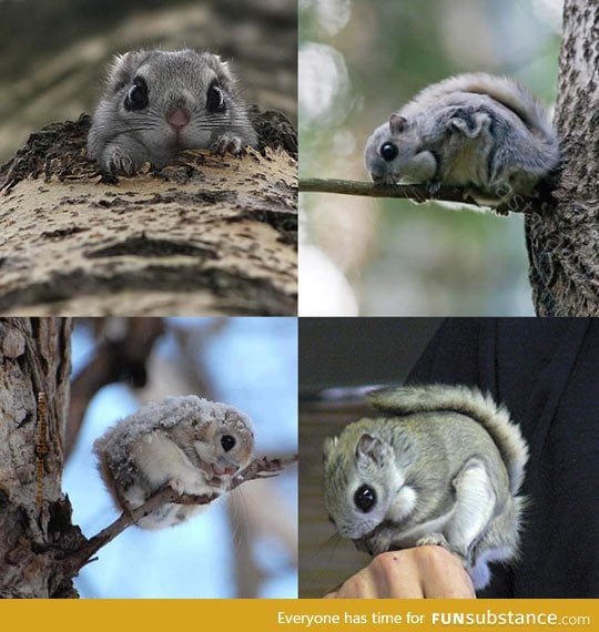 Super adorable Japanese flying squirrel