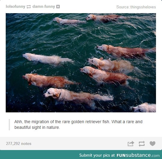 Rare golden retriever fishes