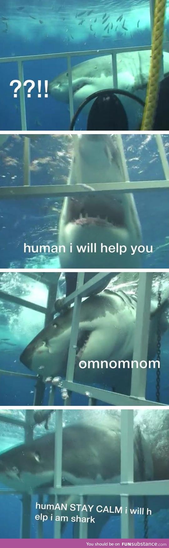 Misunderstood helping shark