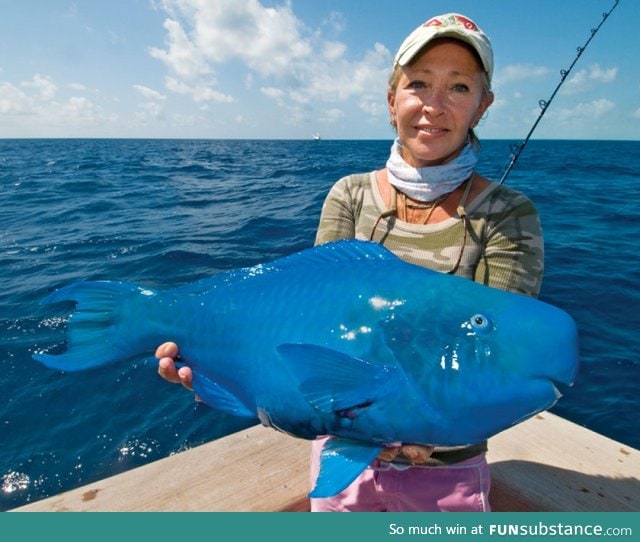 Bluest fish I've ever seen