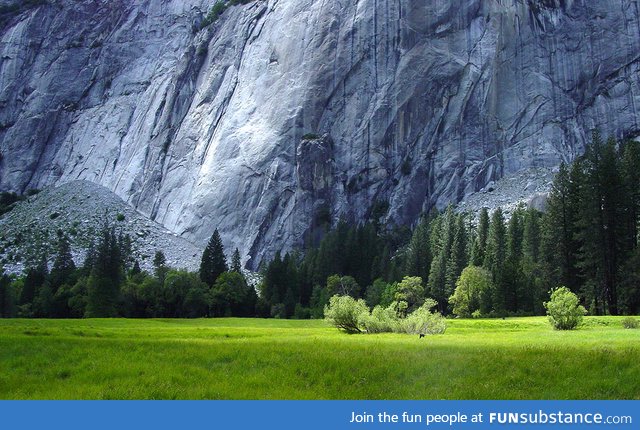 Beautiful Meadow in Yosemite