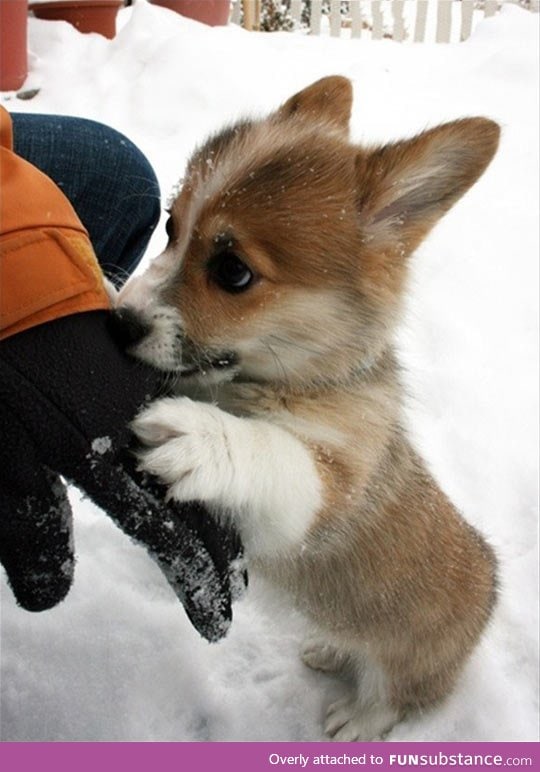 This corgi looks like a bunny