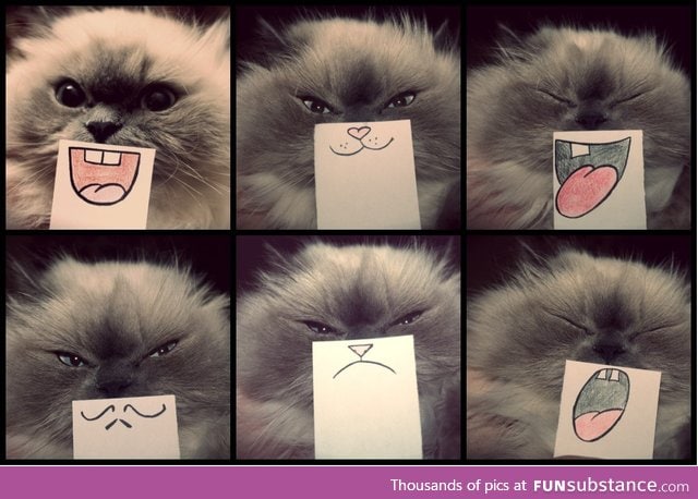 Cat emotions