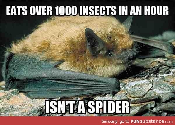 Good guy Little Brown Bat