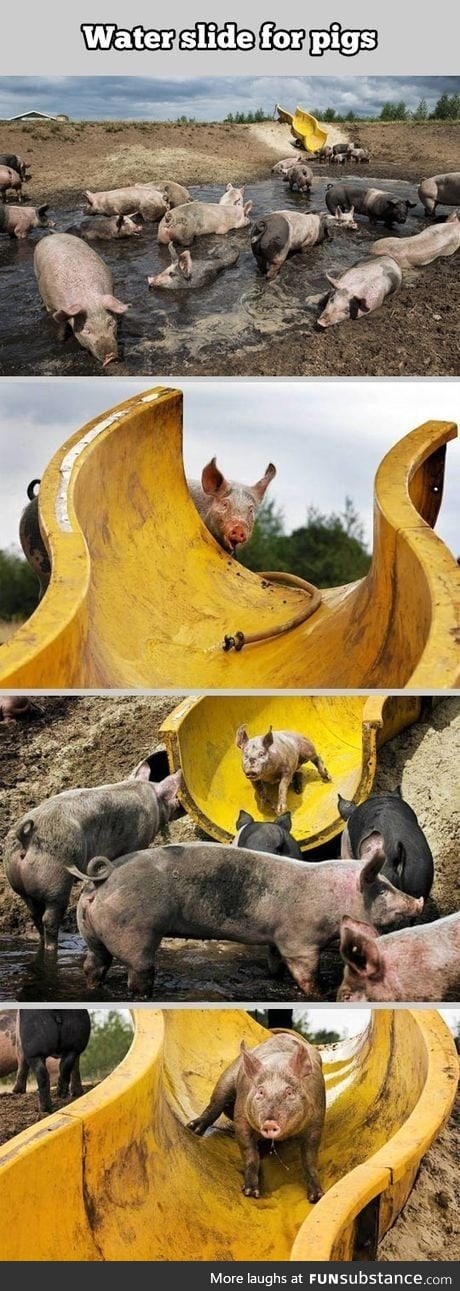 Slide for pigs