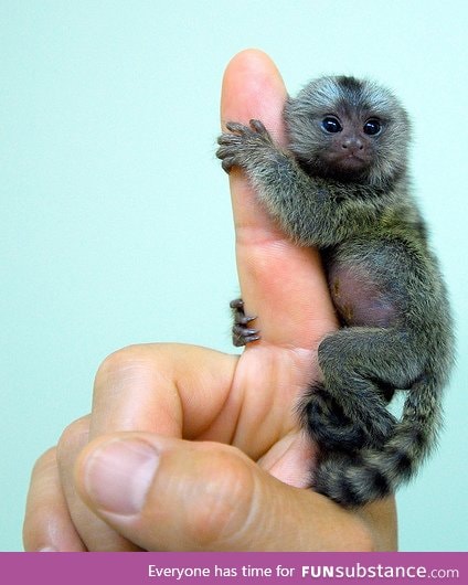 Finally, A Monkey For My Pocket.....