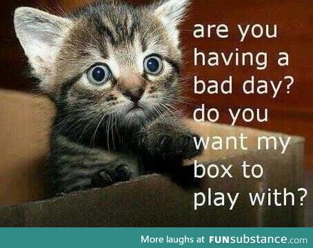 Kitten understands you