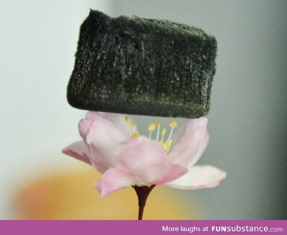 World's lightest solid: Aerographite (was not photoshopped)