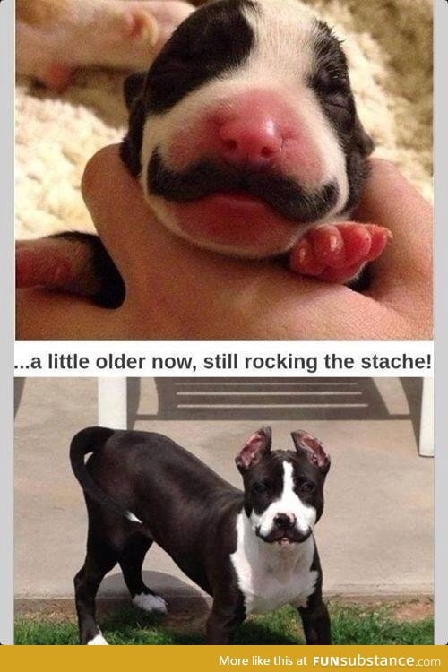 Moustache dog