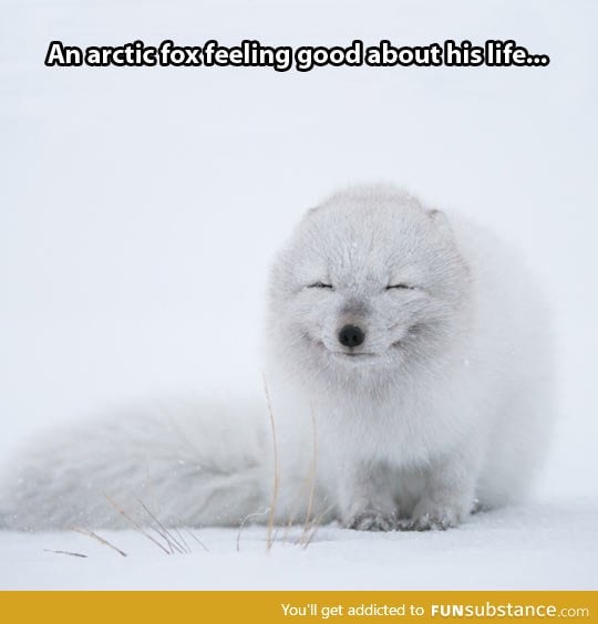 Smiling arctic fox