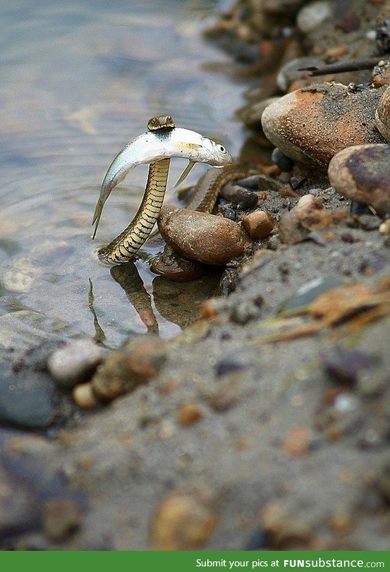 A brave snake saving a fish from drowning